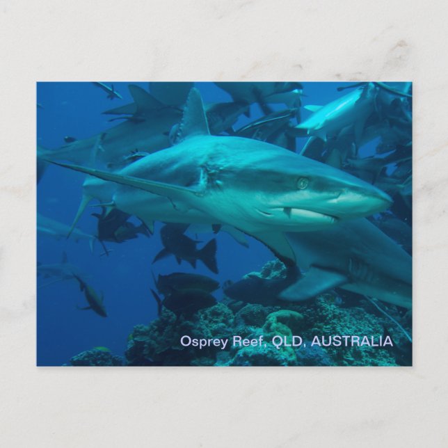 Reef Shark Great Barrier Reef Coral Sea Postcard (Front)