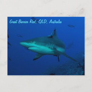 Reef Shark on the Great Barrier Reef Postcard