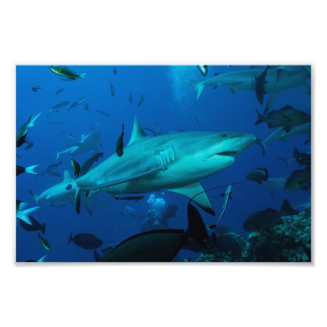 Reef Shark Photo Print (Front)