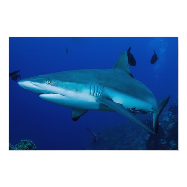 Reef Shark Photo Print (Front)