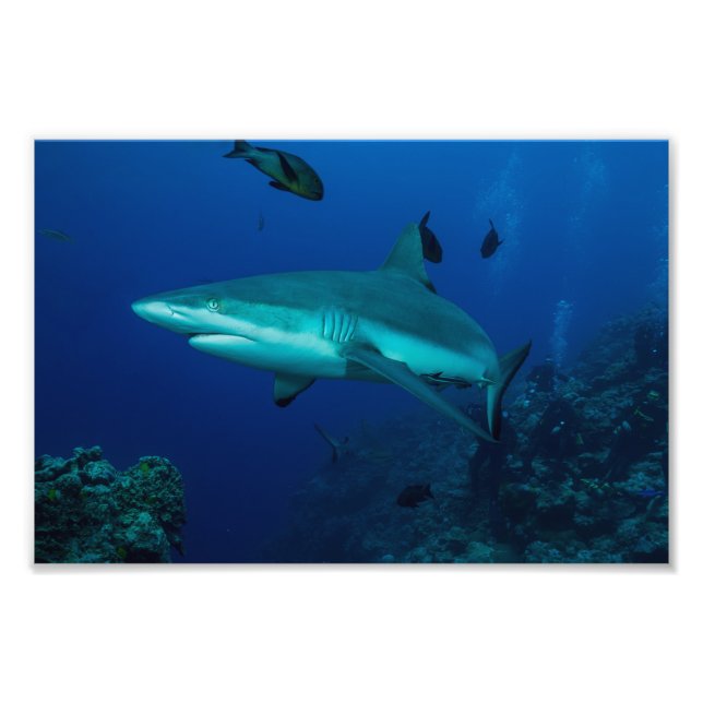 Reef Shark Photo Print (Front)