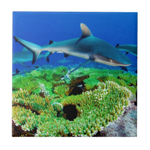 Reef Shark Photos Tile