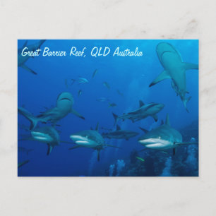 Reef Shark Postcard