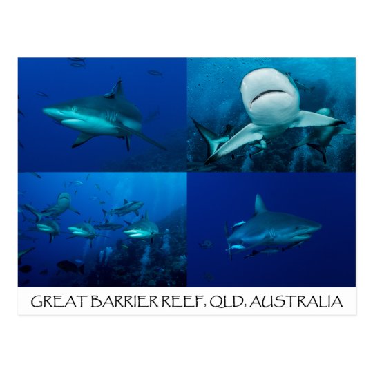 Reef Sharks on the Great Barrier Reef Postcard