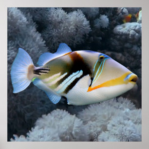 Reef Triggerfish   Poster