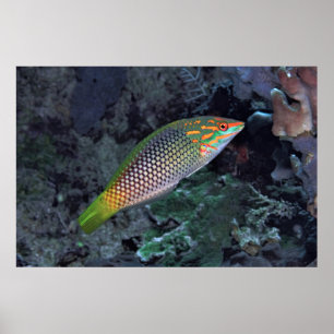 Reef Wrasse Poster