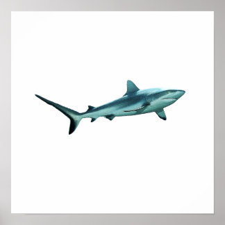 Reefshark - Abstract Design - Cut out of a photo | Poster