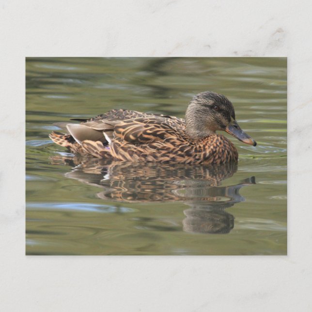 Reflected Mallard Postcard (Front)
