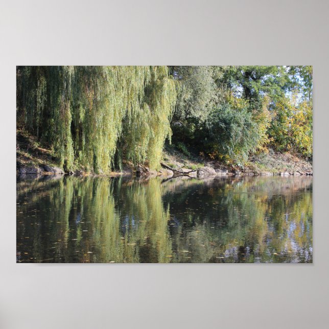 Reflected Willow Trees In River Poster (Front)
