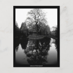Reflecting Willow black&white - Postcard