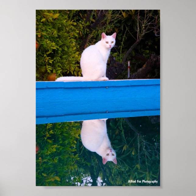 Reflection of a White Cat Portrait Poster (Front)