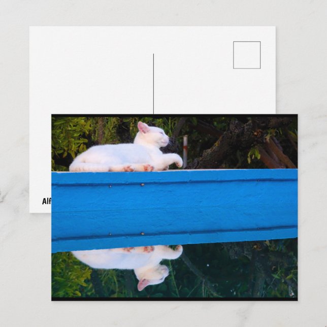 Reflection of a White Cat Postcard (Front/Back)