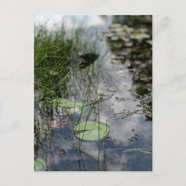 Reflections at the Water's Edge  Postcard (Front)