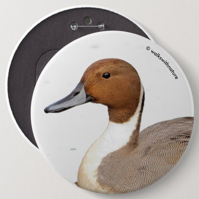 Reflections of a Northern Pintail Duck 6 Inch Round Button (Front & Back)