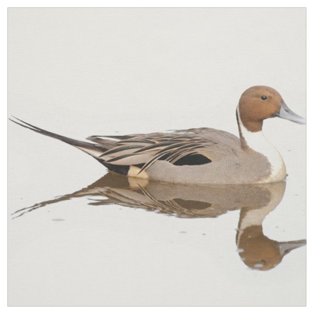 Reflections of a Northern Pintail Duck Fabric (Swatch)