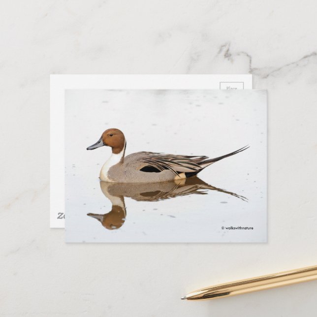 Reflections of a Northern Pintail Duck Postcard (Front/Back In Situ)