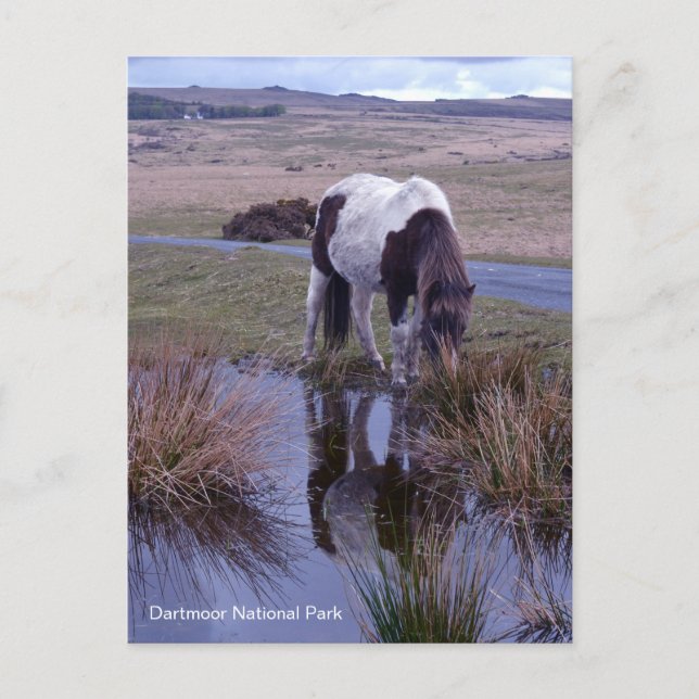 Reflections of a Pony Dartmoor National Park Devon Postcard (Front)