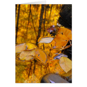 Reflections of Autumn Gold