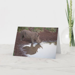 Reflections: Rhino Postcard