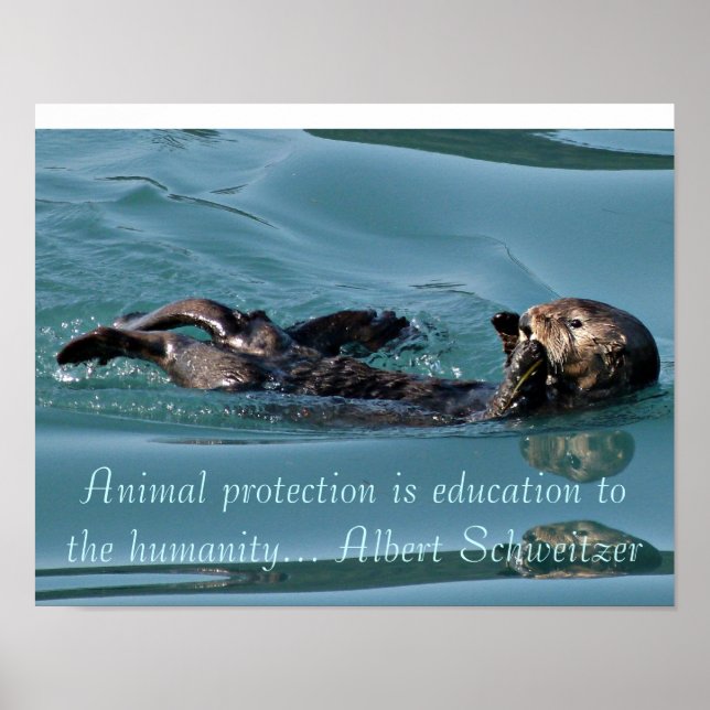 Réflexion de la loutre de mer avec une affiche de  (Devant)