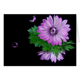 Réflexion de la marguerite violette