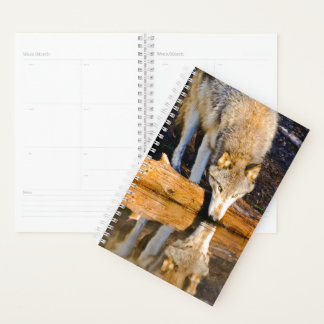 Réflexion du loup solitaire dans l'étang