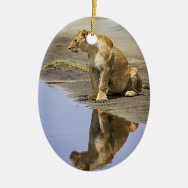 Réflexion d'un ornement de lionne (Devant)