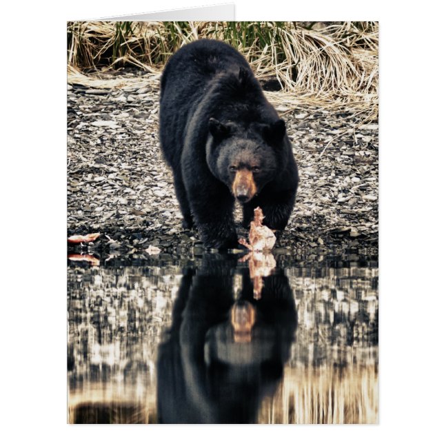 Réflexions de l'ours noir (Devant)