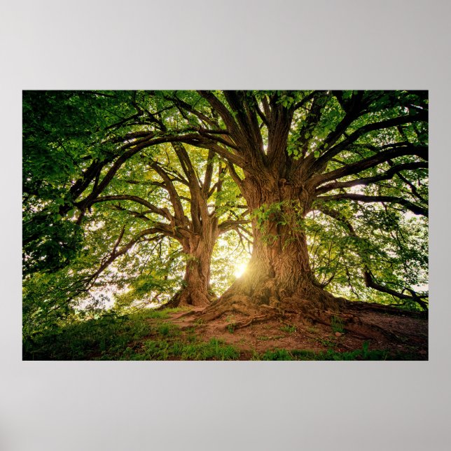 Refreshing Nature Tree Sunlight Whimsical Photo Po Poster (Front)