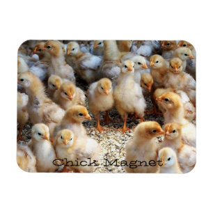 Refrigerator Magnet Chick Magnet