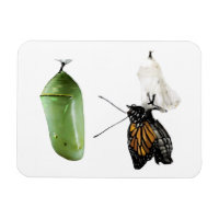 Refrigerator Magnet Monarch/Chrysalis