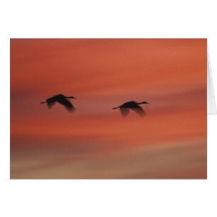 Refuge faunique de Bosque del Apache Nouveau-Mex