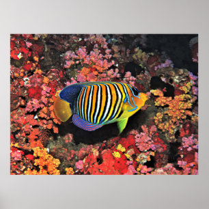 Regal Angel on the Reef Poster
