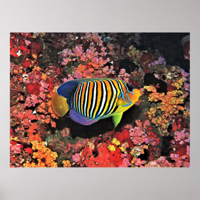 Regal Angel on the Reef Poster (Front)
