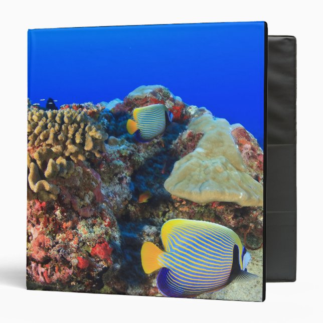 Regal Angelfish Pygoplites diacanthus), Binder (Front/Inside)