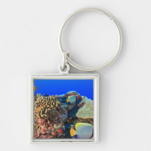 Regal Angelfish Pygoplites diacanthus), Keychain