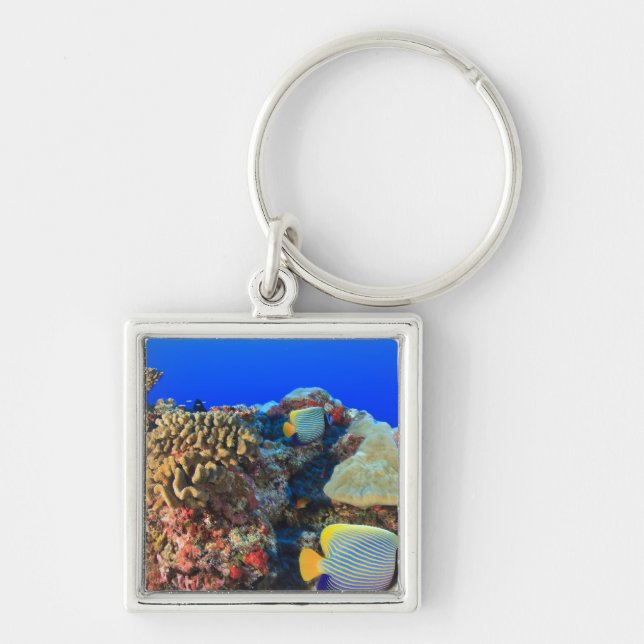 Regal Angelfish Pygoplites diacanthus), Keychain (Front)