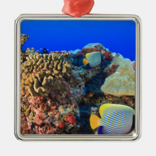 Regal Angelfish Pygoplites diacanthus), Metal Ornament