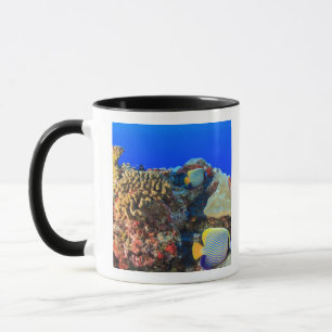 Regal Angelfish Pygoplites diacanthus), Mug