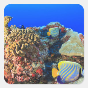 Regal Angelfish Pygoplites diacanthus), Square Sticker