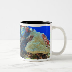 Regal Angelfish Pygoplites diacanthus), Two-Tone Coffee Mug