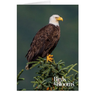 Regal Bald Eagle