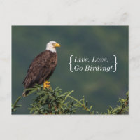 Regal Bald Eagle