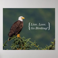 Regal Bald Eagle