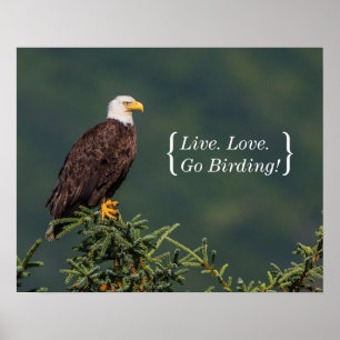 Regal Bald Eagle Poster