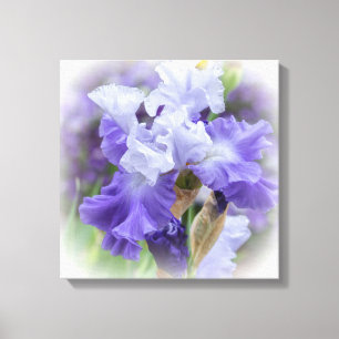 Regal Bearded Iris - Purple & White Canvas Print
