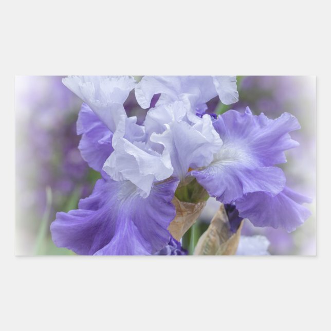Regal Bearded Iris - Purple & White Sticker (Front)