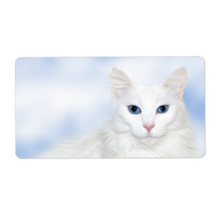 Regal blanc chat