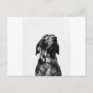 regal bw dog postcard