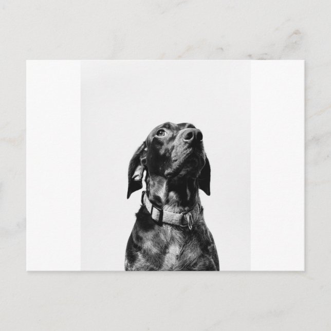 regal bw dog postcard (Front)